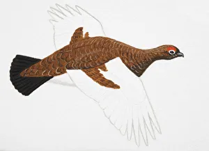 Willow Grouse, Willow Ptarmigan (Lagopus lagopus), adult male, spring plumage Willow Grouse, Willow Ptarmigan (Lagopus lagopus), adult male, spring plumage
