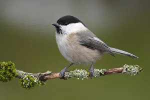 Willow Tit -Parus montanus- perched on a branch, Neunkirchen, Siegerland, North Rhine-Westphalia, Germany Willow Tit -Parus montanus- perched on a branch, Neunkirchen, Siegerland, North Rhine-Westphalia, Germany