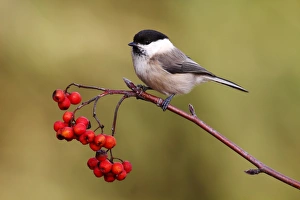 Willow Tit -Parus montanus- perched on a branch with red berries, Rowan or Mountain Ash -Sorbus aucuparia-, Neunkirchen Willow Tit -Parus montanus- perched on a branch with red berries, Rowan or Mountain Ash -Sorbus aucuparia-, Neunkirchen
