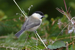 Willow Tit -Parus montanus- sitting on a blade of grass in a garden, Neunkirchen in Siegerland, North Rhine-Westphalia Willow Tit -Parus montanus- sitting on a blade of grass in a garden, Neunkirchen in Siegerland, North Rhine-Westphalia