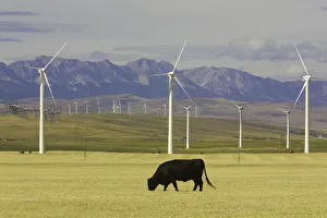 Wind farm turbines and cows, harvested wheat field Wind farm turbines and cows, harvested wheat field