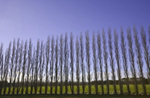 Windbreak of poplar trees (Populus sp.), spring Windbreak of poplar trees (Populus sp.), spring