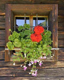 Window with flower box, Laerchkaralm mountain lodge, Donnersbachwald, Styria, Austria Window with flower box, Laerchkaralm mountain lodge, Donnersbachwald, Styria, Austria