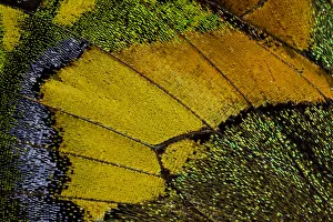 Wing Scale Pattern of Teinopalpus imperialis Wing Scale Pattern of Teinopalpus imperialis