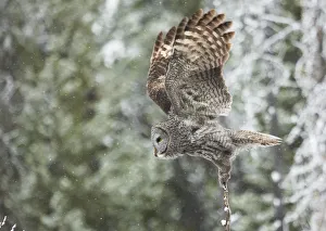 Wings up Wings up