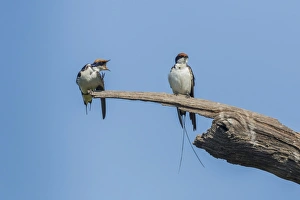 Wire-tailed Swallow -Hirundo smithii filifera-, Keoladeo National Park, Rajasthan, India Wire-tailed Swallow -Hirundo smithii filifera-, Keoladeo National Park, Rajasthan, India