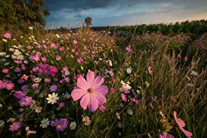 Wonderland of Wildflowers Landscape, Cosmos (Bidens formosa) wildflowers at Sunset Wonderland of Wildflowers Landscape, Cosmos (Bidens formosa) wildflowers at Sunset
