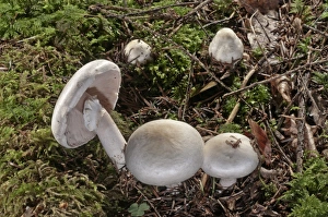 Wood Mushroom -Agaricus silvicola-, Untergroeningen, Baden-Wuerttemberg, Germany, Europe Wood Mushroom -Agaricus silvicola-, Untergroeningen, Baden-Wuerttemberg, Germany, Europe