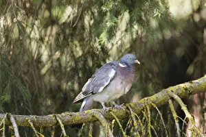 Wood Pigeon -Columba palumbus-, Bavaria, Germany Wood Pigeon -Columba palumbus-, Bavaria, Germany