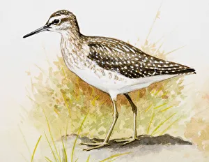 Wood sandpiper (Tringa glareola), standing, side view Wood sandpiper (Tringa glareola), standing, side view