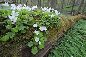Wood Sorrel -Oxalis acetosella-, growing on dead wood, UNESCO World Natural Heritage Site, Nationalpark Hainich Wood Sorrel -Oxalis acetosella-, growing on dead wood, UNESCO World Natural Heritage Site, Nationalpark Hainich