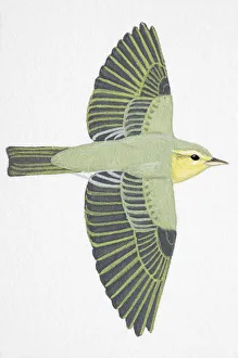 Wood Warbler (Phylloscopus sibilatrix), adult Wood Warbler (Phylloscopus sibilatrix), adult