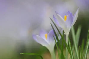 Woodland crocus, Tomasinis crocus -Crocus tommasinianus- Woodland crocus, Tomasinis crocus -Crocus tommasinianus-