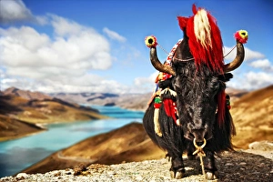Yak in traditional Tibetan Garments by Lake Yak in traditional Tibetan Garments by Lake