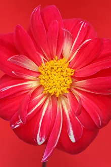 Yankee Doodle Dandy Dahlia (Collerette dahlia) Yankee Doodle Dandy Dahlia (Collerette dahlia)