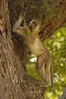 Nature wildlife/ben cranke/yellow baboon south luangwa national park Nature wildlife/ben cranke/yellow baboon south luangwa national park