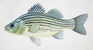 Yellow Bass, Morone mississippiensis, side view Yellow Bass, Morone mississippiensis, side view
