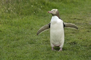 Yellow-eyed Penguin or Hoiho -Megadyptes antipodes- with a tag on its outstretched wings, standing upright, Moeraki Yellow-eyed Penguin or Hoiho -Megadyptes antipodes- with a tag on its outstretched wings, standing upright, Moeraki
