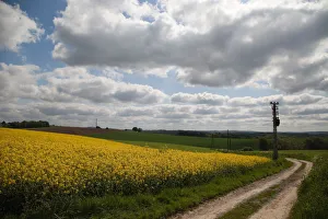 Yellow fields along country road, Dusseldorf, Nordrhein-Westfalen, Germany Yellow fields along country road, Dusseldorf, Nordrhein-Westfalen, Germany
