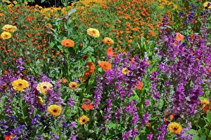 Yellow and orange Marigold -Calendula- and other flowers in summer, Montreal, Quebec, Canada Yellow and orange Marigold -Calendula- and other flowers in summer, Montreal, Quebec, Canada