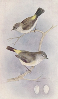 Yellow-Rumped Thornbill Yellow-Rumped Thornbill
