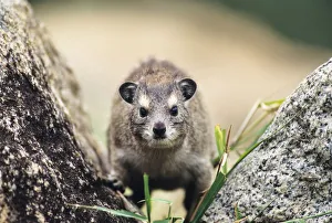 Yellow-spotted rock hyrax or Bush hyrax -Heterohyrax brucei-, Serengeti, Tanzania Yellow-spotted rock hyrax or Bush hyrax -Heterohyrax brucei-, Serengeti, Tanzania