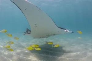 yellow trevally with manta yellow trevally with manta