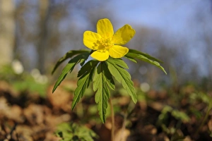 Yellow Wood Anemone or Buttercup Anemone -Anemone ranunculoides-, Hainich National Park, Thuringia, Germany Yellow Wood Anemone or Buttercup Anemone -Anemone ranunculoides-, Hainich National Park, Thuringia, Germany