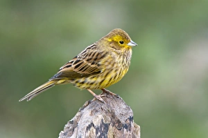 Yellowhammer or Eastern Yellow Bunting -Emberiza citrinella-, Tyrol, Austria Yellowhammer or Eastern Yellow Bunting -Emberiza citrinella-, Tyrol, Austria