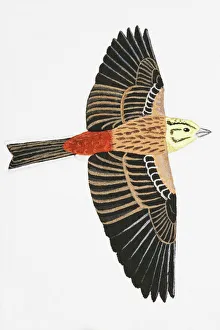 Yellowhammer (Emberiza citrinella), adult male Yellowhammer (Emberiza citrinella), adult male