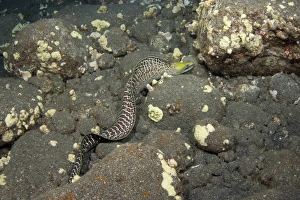 Yellowhead Moray Eel -Gymnothorax rueppellii-, in search of food, night dive at Kailua-Kona, Big Island of Hawaii, USA Yellowhead Moray Eel -Gymnothorax rueppellii-, in search of food, night dive at Kailua-Kona, Big Island of Hawaii, USA