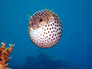 Yellowspotted Burrfish, Cyclichthys spilostylus, Sharm el Sheikh, Sinai, Red Sea, Egypt Yellowspotted Burrfish, Cyclichthys spilostylus, Sharm el Sheikh, Sinai, Red Sea, Egypt
