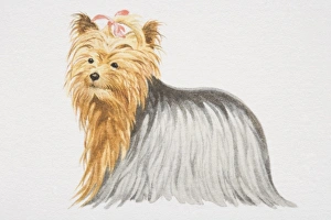 Yorkshire Terrier (canis familiaris) with pink bow in its hair, side view Yorkshire Terrier (canis familiaris) with pink bow in its hair, side view