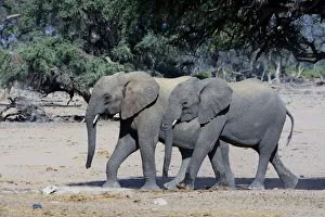 Young African elephants -Loxodonta africana-, desert elephants, Damaraland, Kunene Region, Namibia Young African elephants -Loxodonta africana-, desert elephants, Damaraland, Kunene Region, Namibia