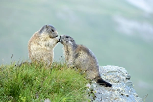 Young Alpine Marmot -Marmota marmota- begging for food, Grossglockner, Hohe Tauern National Park, Tyrol, Austria Young Alpine Marmot -Marmota marmota- begging for food, Grossglockner, Hohe Tauern National Park, Tyrol, Austria
