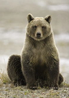 Young female brown bear (Ursus arctos) with tracking tags on ears Young female brown bear (Ursus arctos) with tracking tags on ears