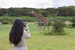 Young female photographer taking pictures of a Masai Giraffe -Giraffa camelopardalis Young female photographer taking pictures of a Masai Giraffe -Giraffa camelopardalis