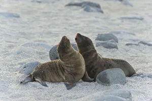 Young Galapagos Sea Lions -Zalophus wollebaeki-, pups, Seymour Norte Island, Galapagos Islands, Ecuador Young Galapagos Sea Lions -Zalophus wollebaeki-, pups, Seymour Norte Island, Galapagos Islands, Ecuador