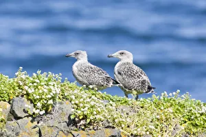 Young Great Black-backed Gull -Larus marinus-, hike at Fuglabjagarnes, northeastern coast Young Great Black-backed Gull -Larus marinus-, hike at Fuglabjagarnes, northeastern coast