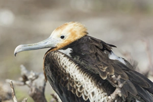 Young Great Frigatebird -Fregata minor-, Isla Genovesa, Galapagos Islands Young Great Frigatebird -Fregata minor-, Isla Genovesa, Galapagos Islands