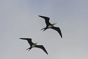 Young Great Frigatebirds -Fregata minor- in flight, Isla Genovesa, Galapagos Islands Young Great Frigatebirds -Fregata minor- in flight, Isla Genovesa, Galapagos Islands
