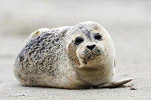 Young Grey Seal -Halichoerus grypus-, ocean island, Helgoland, Schleswig-Holstein Young Grey Seal -Halichoerus grypus-, ocean island, Helgoland, Schleswig-Holstein