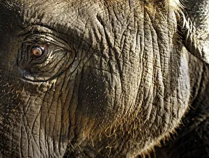 Young indian elephant (Elephas maximus), close up Young indian elephant (Elephas maximus), close up