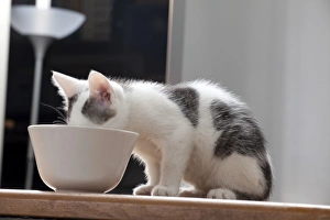 Young male cat, 10 weeks, drinking from a bowl Young male cat, 10 weeks, drinking from a bowl