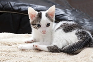 Young male cat, 10 weeks, lying on a blanket Young male cat, 10 weeks, lying on a blanket