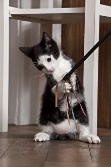 Young male cat, 10 weeks, playing with a cat toy Young male cat, 10 weeks, playing with a cat toy