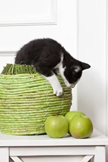 Young male cat, 10 weeks, playing with green apples Young male cat, 10 weeks, playing with green apples