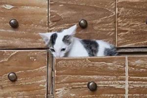 Young male cat, 10 weeks, sitting in a drawer Young male cat, 10 weeks, sitting in a drawer