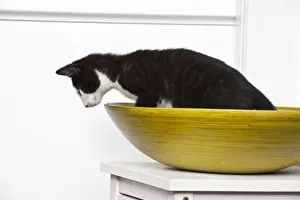 Young male cat, 10 weeks, sitting in a wooden bowl Young male cat, 10 weeks, sitting in a wooden bowl