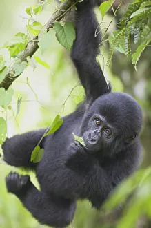 Young Mountain Gorilla (Gorilla gorilla beringei) hanging from tree Young Mountain Gorilla (Gorilla gorilla beringei) hanging from tree